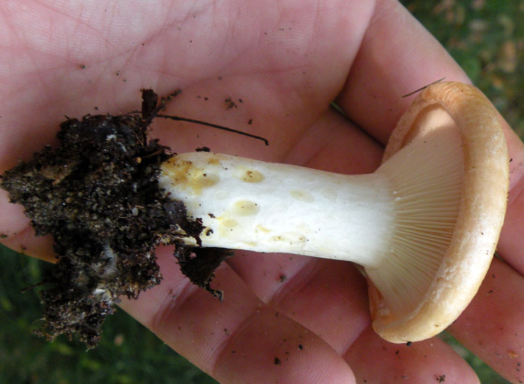 Due Clitocybe gibba? O Lepista flaccida? O...